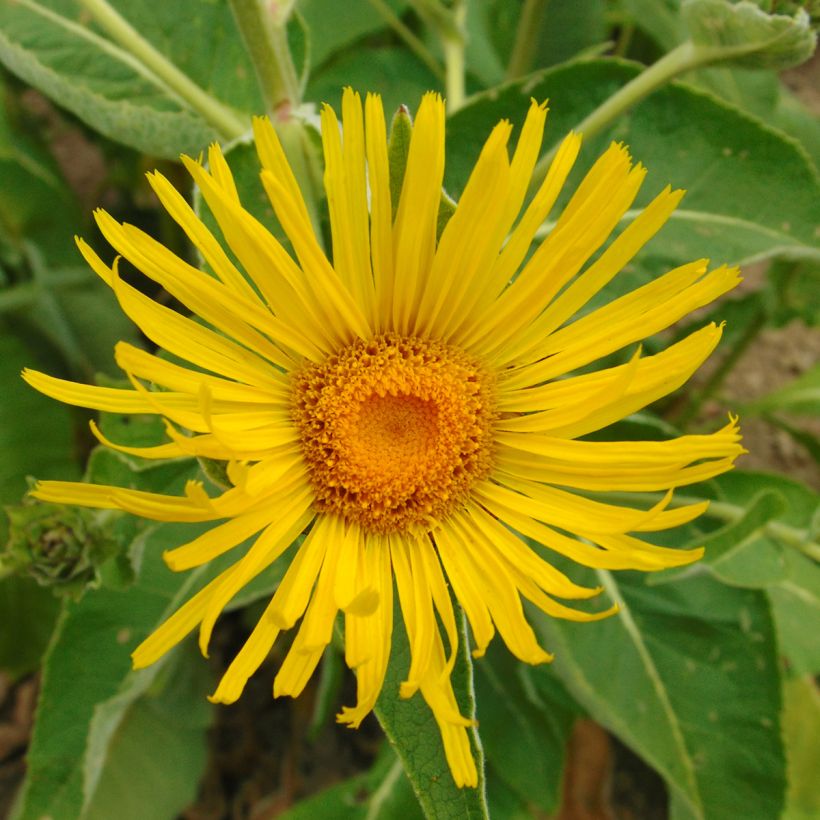 Inula orientalis (Floração)