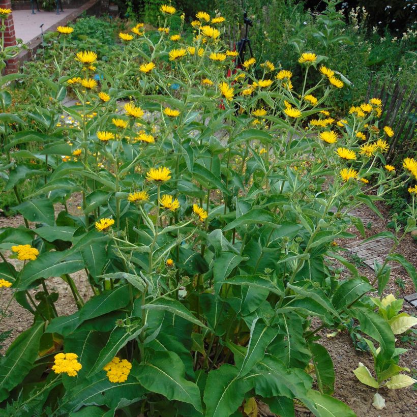 Inula orientalis (Hábito)