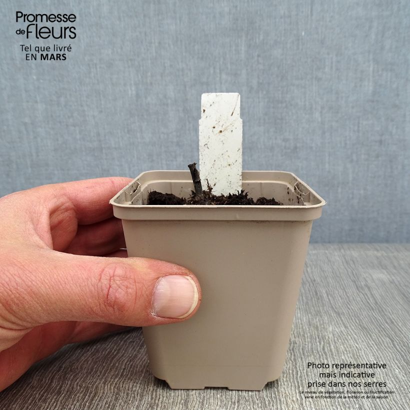 Amostra de Inula orientalis - Aunée orientale Godet de 8/9 cm tal como entregue no inverno