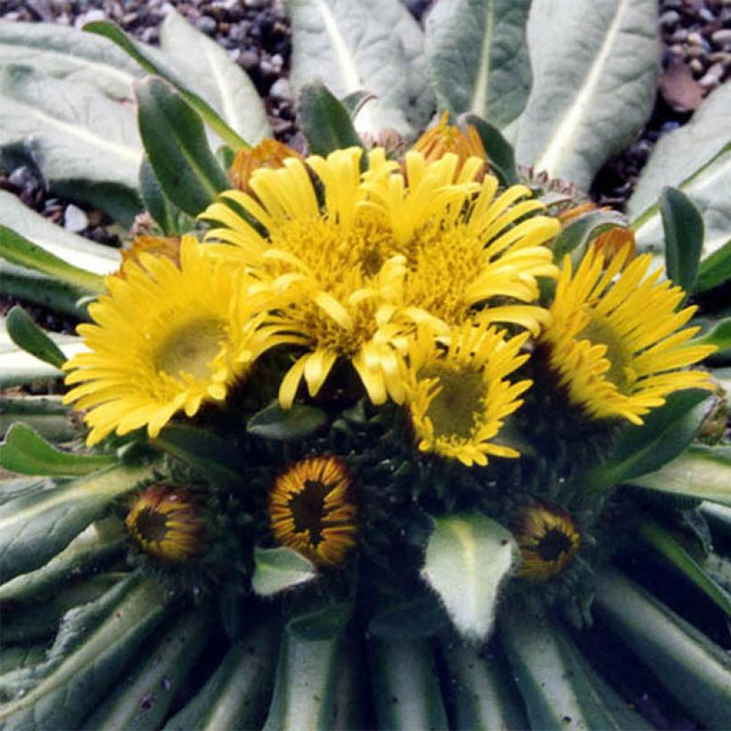 Inula rhizocephala (Floração)