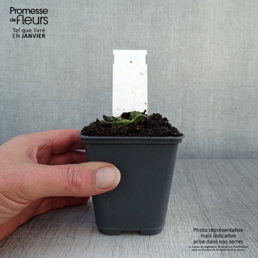 Amostra de Inula rhizocephala Godet de 8/9 cm tal como entregue no inverno