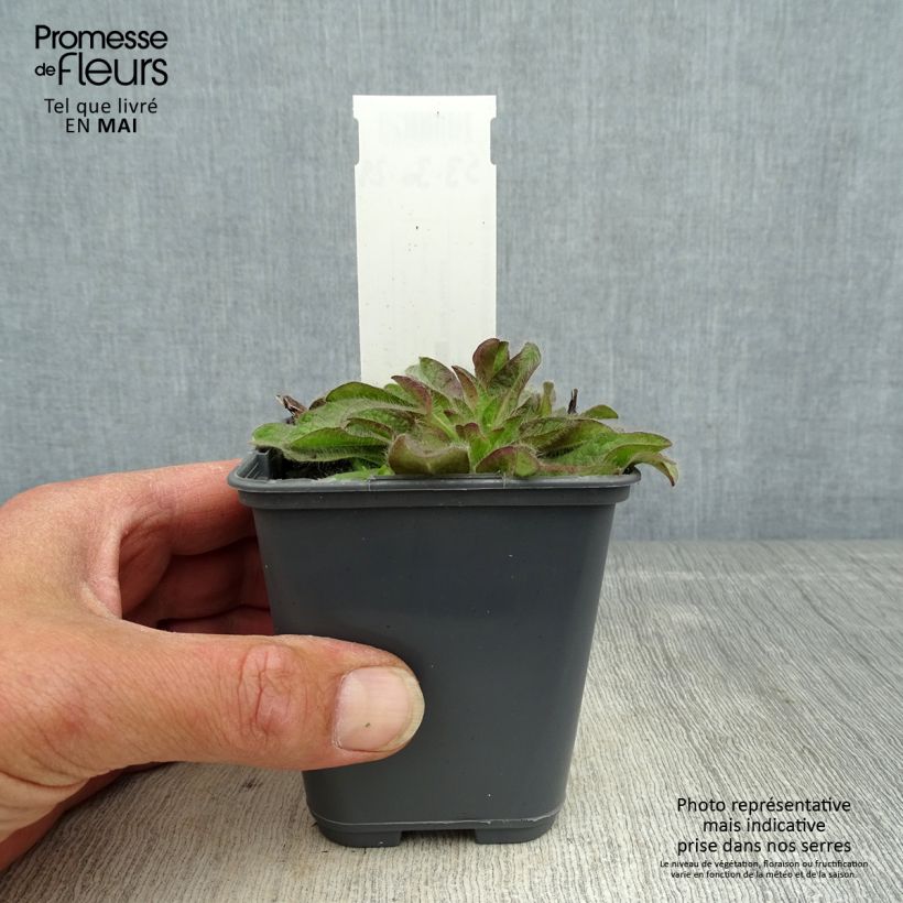 Amostra de Inula rhizocephala Vaso de 8/9 cm tal como entregue na primavera