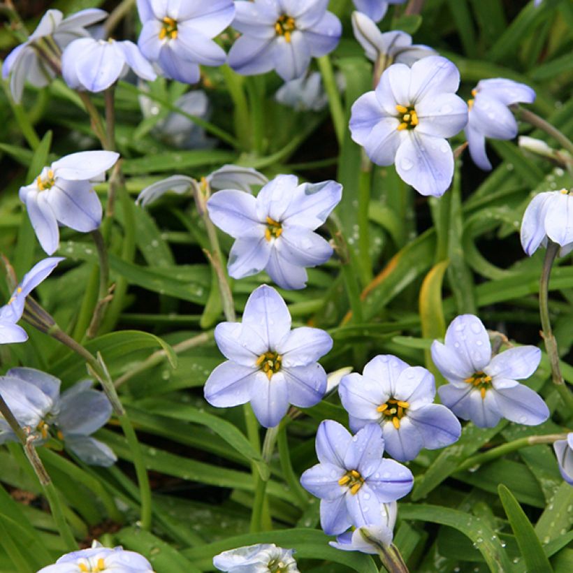 Ipheion uniflorum Rolf Fiedler (Floração)