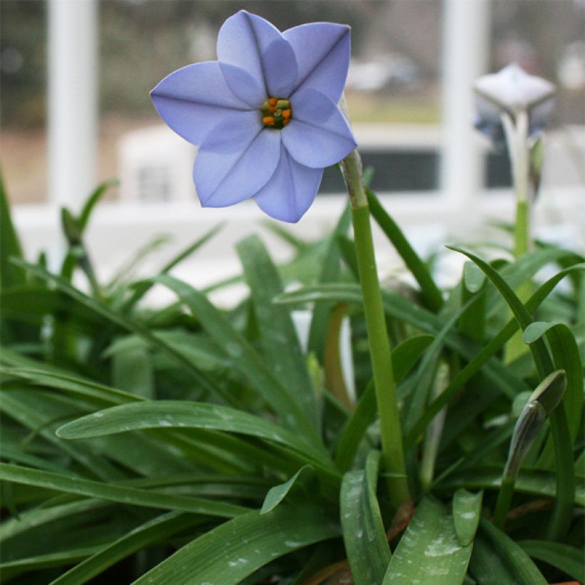 Ipheion uniflorum Rolf Fiedler (Hábito)