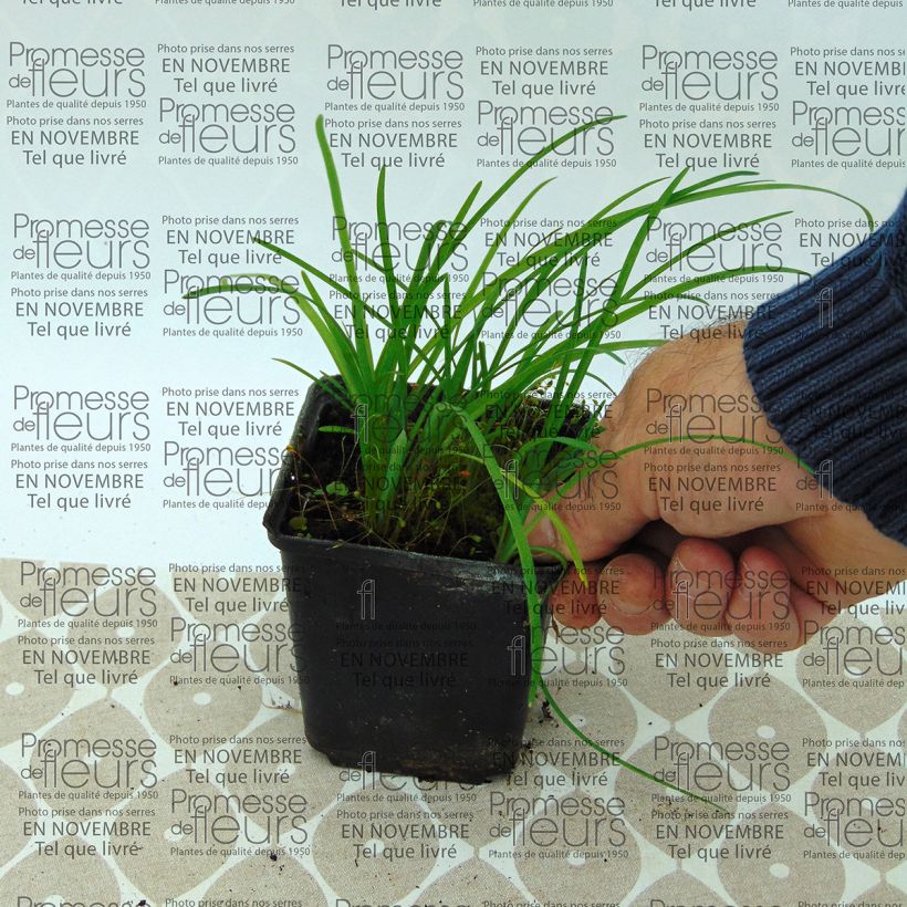 Exemplo de amostra de Ipheion uniflorum Vaso de 8/9 cm Calibre I tal como entregue