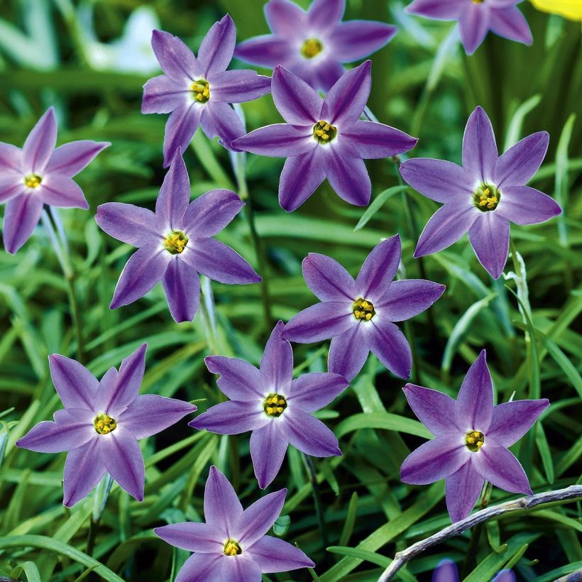 Ipheion uniflorum Froyle Mill (Floração)