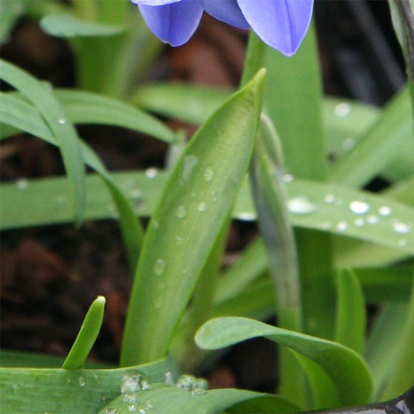 Ipheion uniflorum Jessie (Folhagem)