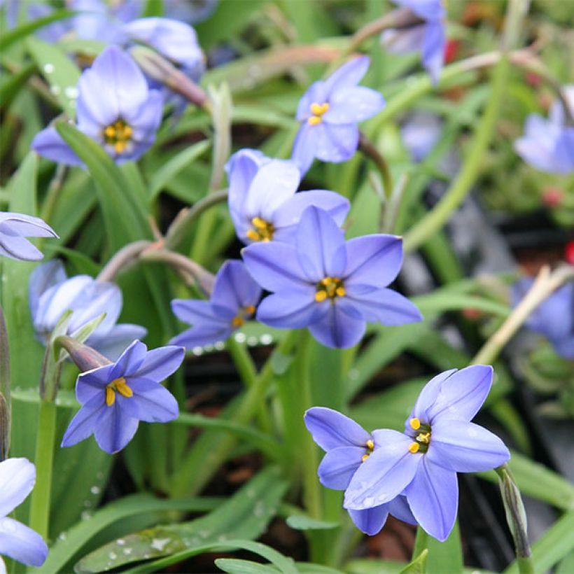 Ipheion uniflorum Jessie (Floração)