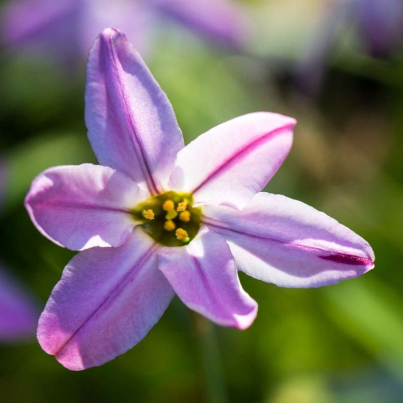 Ipheion uniflorum Tessa (Floração)