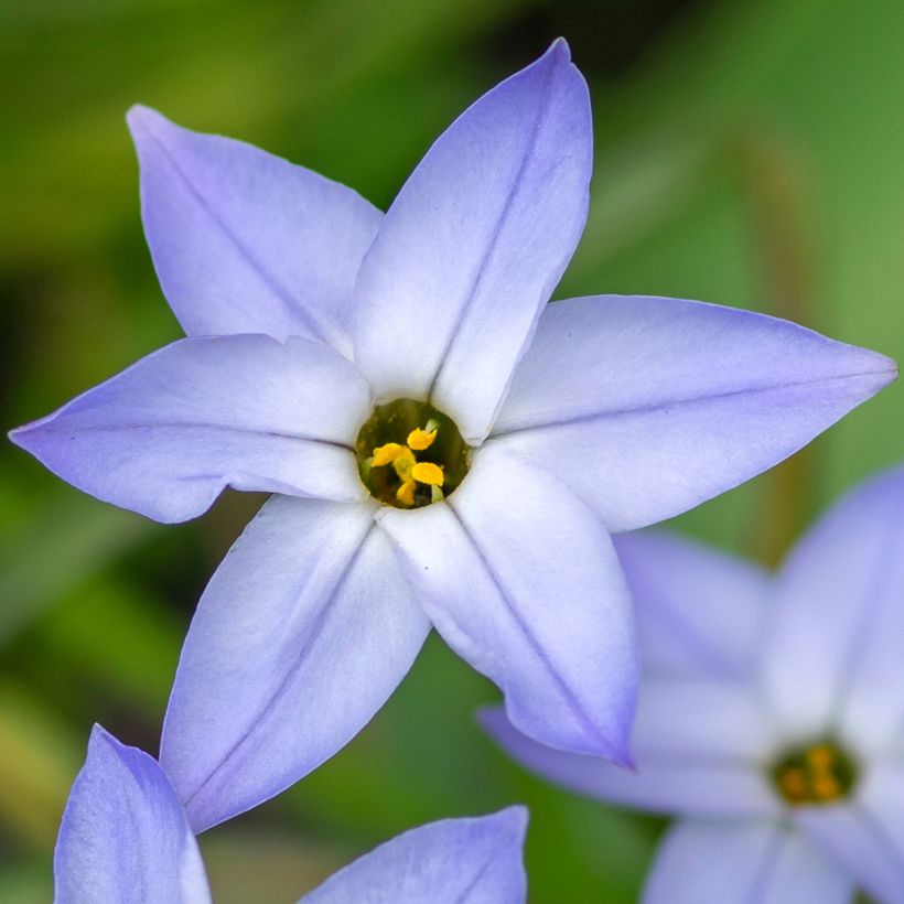 Ipheion uniflorum Wisley Blue (Floração)