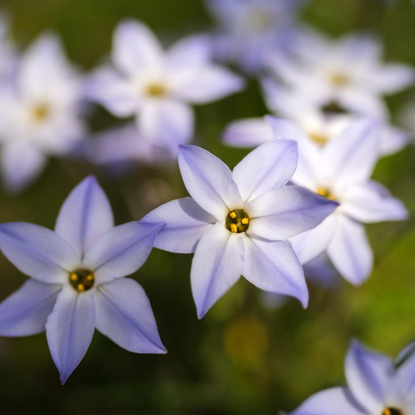 Ipheion uniflorum (Floração)