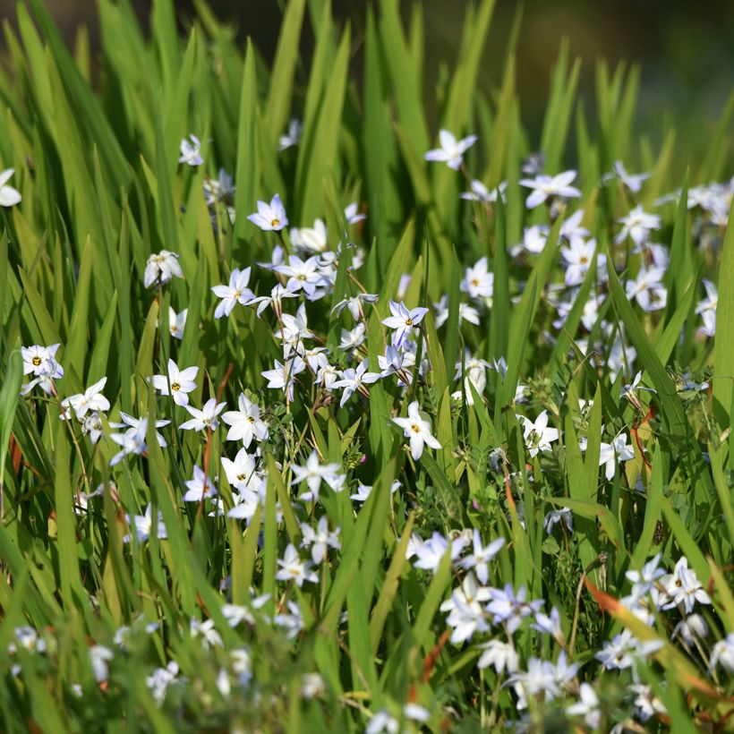 Ipheion uniflorum (Hábito)