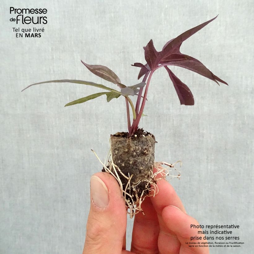 Amostra de Ipomée Illusion Midnight Lace Mini-torrão Ø 3/4 cm tal como entregue na primavera