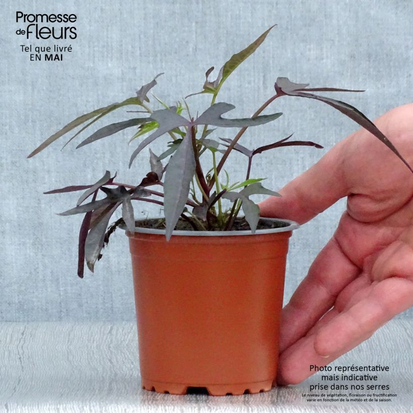 Amostra de Ipomée Illusion Midnight Lace Vaso de 8/9 cm tal como entregue na primavera