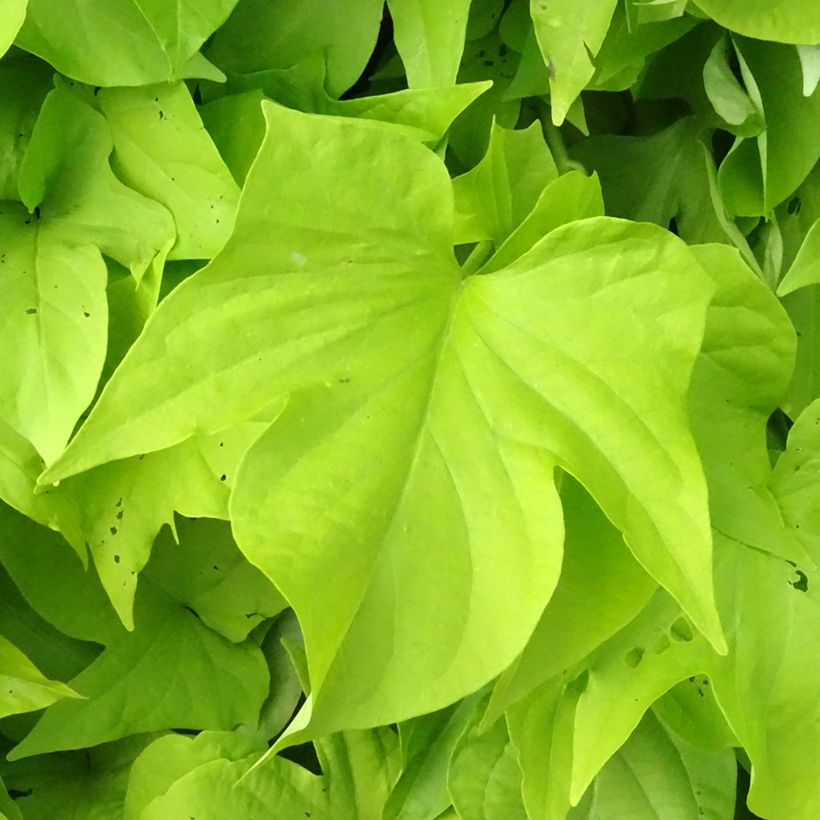 Ipomoea batatas Sweet Caroline Light Green (Folhagem)