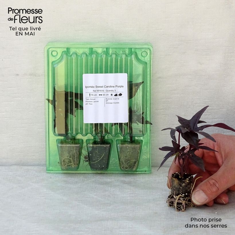 Amostra de Ipomée Sweet Caroline Purple Mini-torrão Ø 3/4 cm tal como entregue na primavera