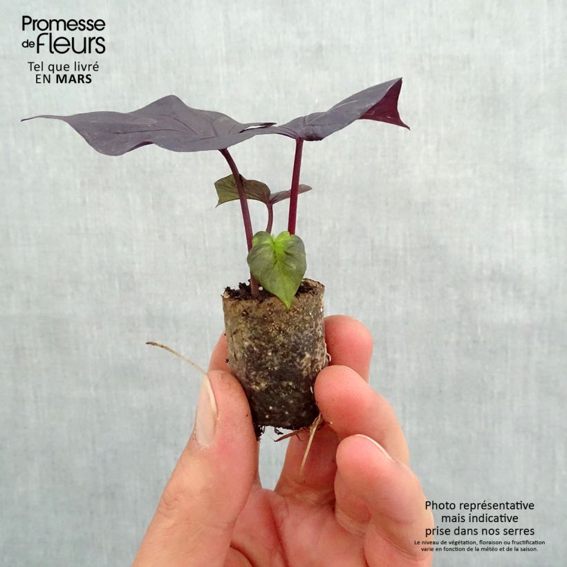 Amostra de Ipomée Sweet Heart Jet Black Mini-torrão Ø 3/4 cm tal como entregue na primavera