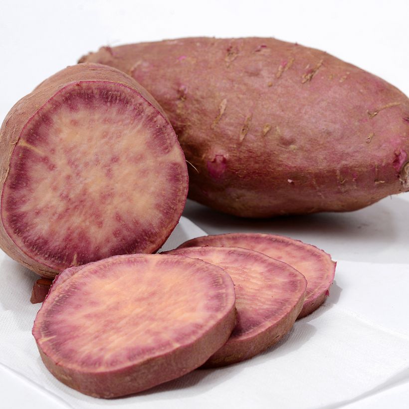 Batata-doce Sakura plantas jovens (Colheita)