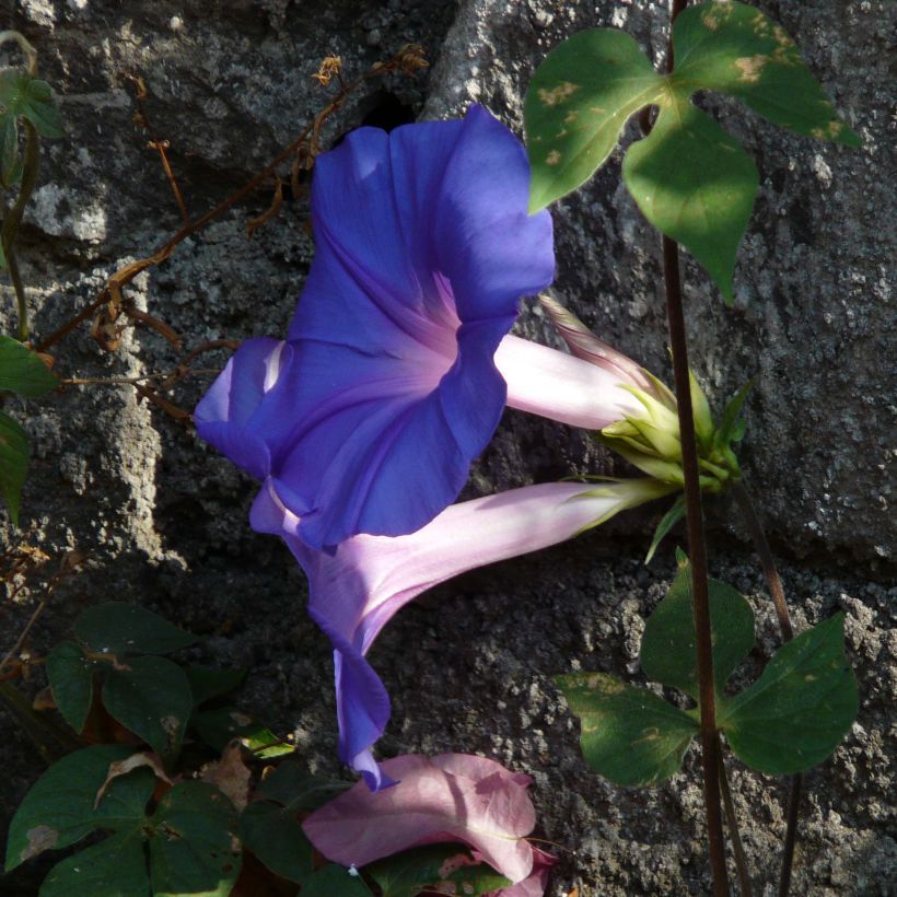 Glória-da-manhã-azul - Ipomoea learii (Floração)