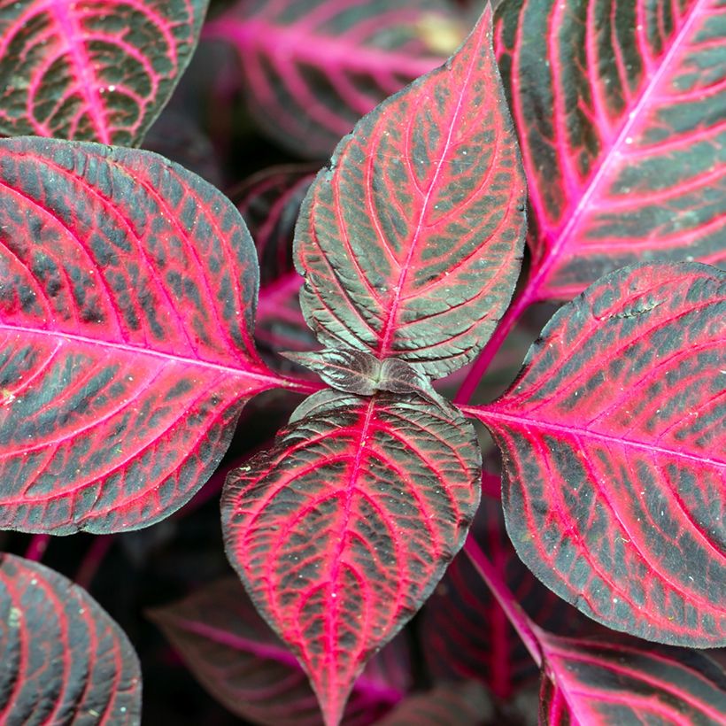 Iresine herbstii Bloodleaf (Folhagem)
