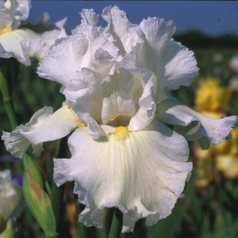Iris germanica Arctic Age (Floração)