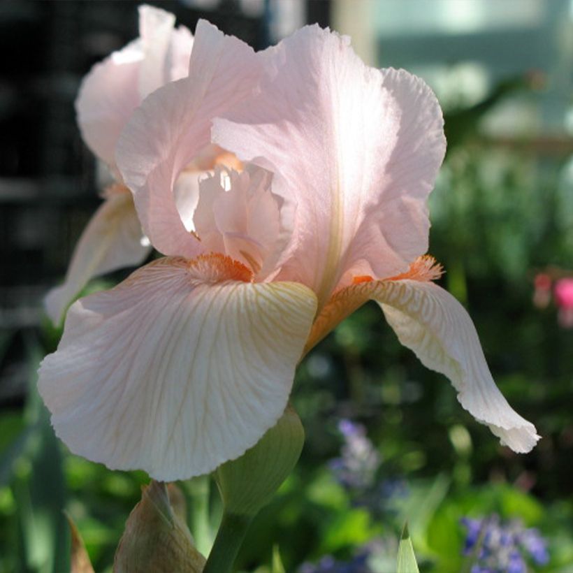 Iris Barbata-Media Edward of Windsor (Floração)
