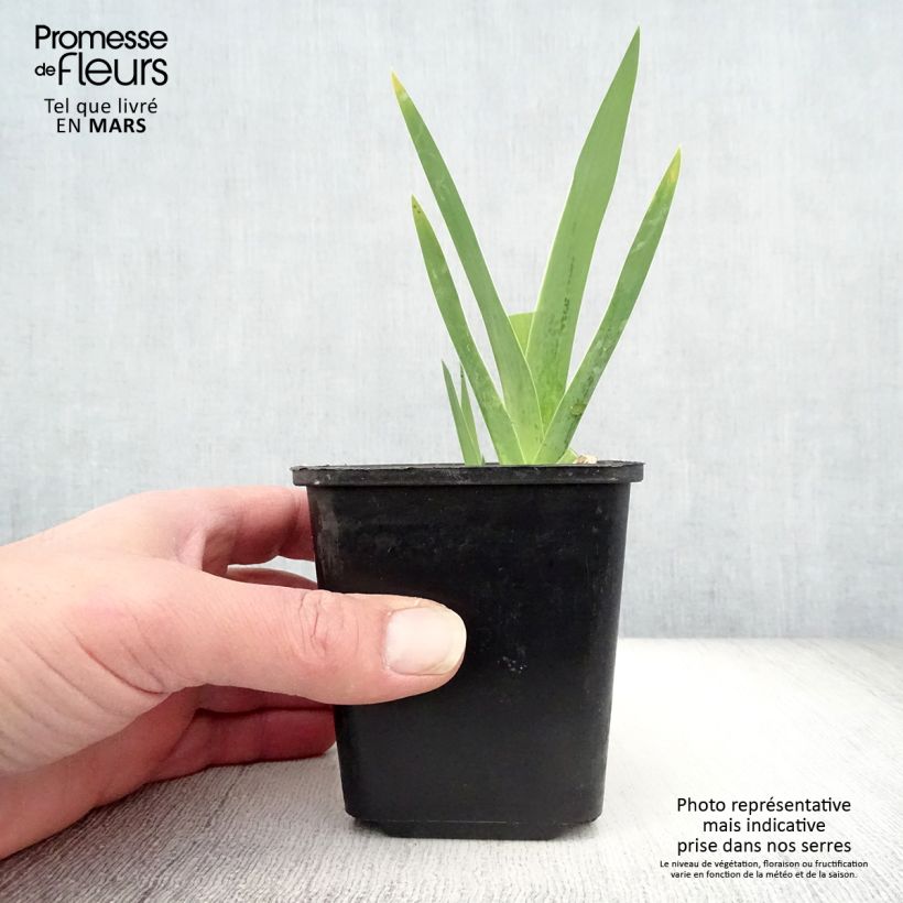 Amostra de Iris Germanica Cimmaron Strip Godet de 8/9 cm tal como entregue na primavera