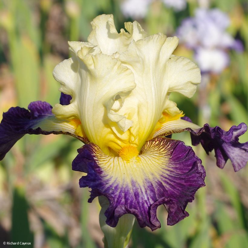 Iris germanica Italiques (Floração)