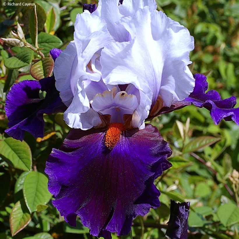 Iris germanica Magnétisme (Floração)