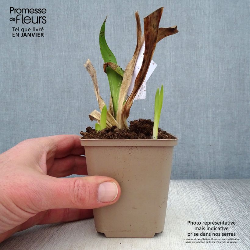 Amostra de Iris Germanica Masque Noir - Iris des Jardins Godet de 8/9 cm tal como entregue no inverno