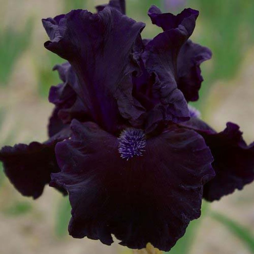 Iris germanica Obsidian (Floração)