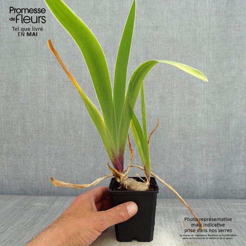 Amostra de Iris germanica So beau Vaso de 8/9 cm tal como entregue na primavera