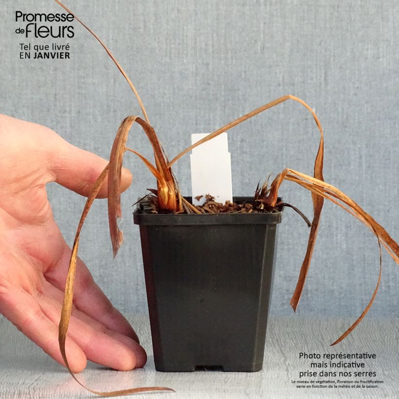 Amostra de Iris Harpswell Happiness - Iris de Sibérie Vaso de 8/9 cm tal como entregue no inverno