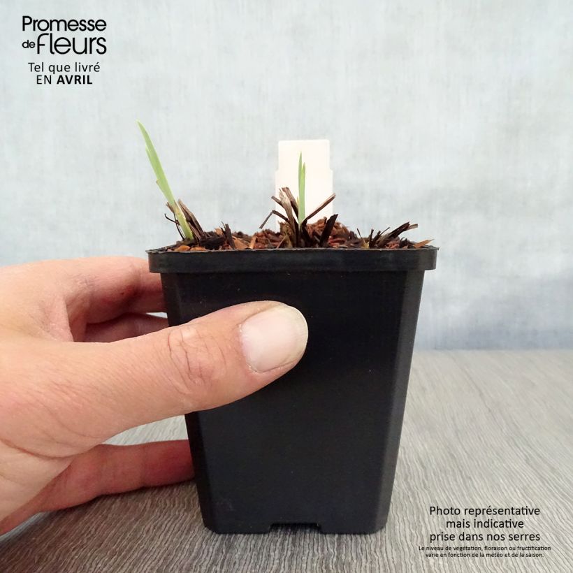 Amostra de Iris sibirica Harpswell Happiness Vaso de 8/9 cm tal como entregue na primavera