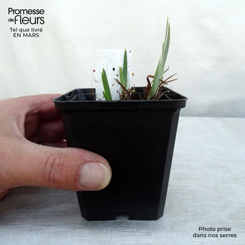 Amostra de Iris sibirica Ruffled Velvet Vaso de 8/9 cm tal como entregue na primavera