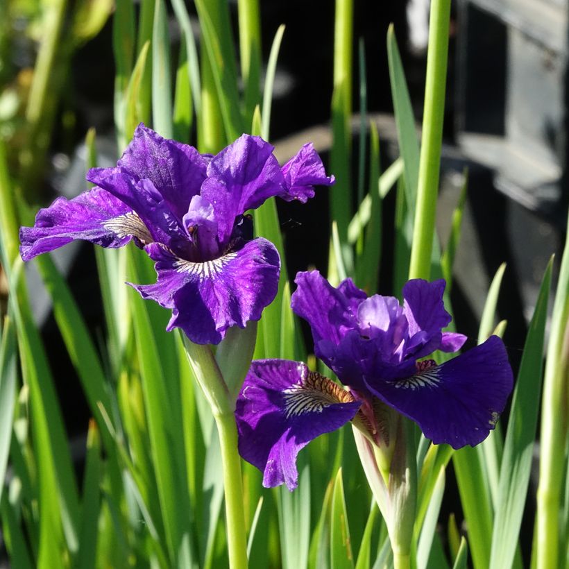 Iris sibirica Ruffled Velvet (Floração)