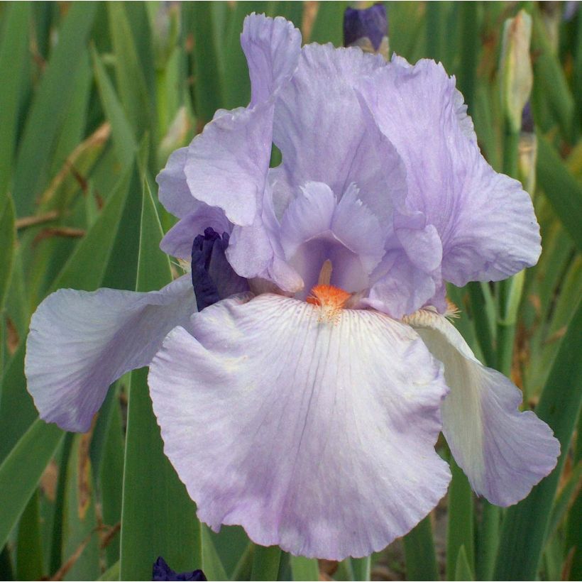 Iris germanica Late Lilac (Floração)