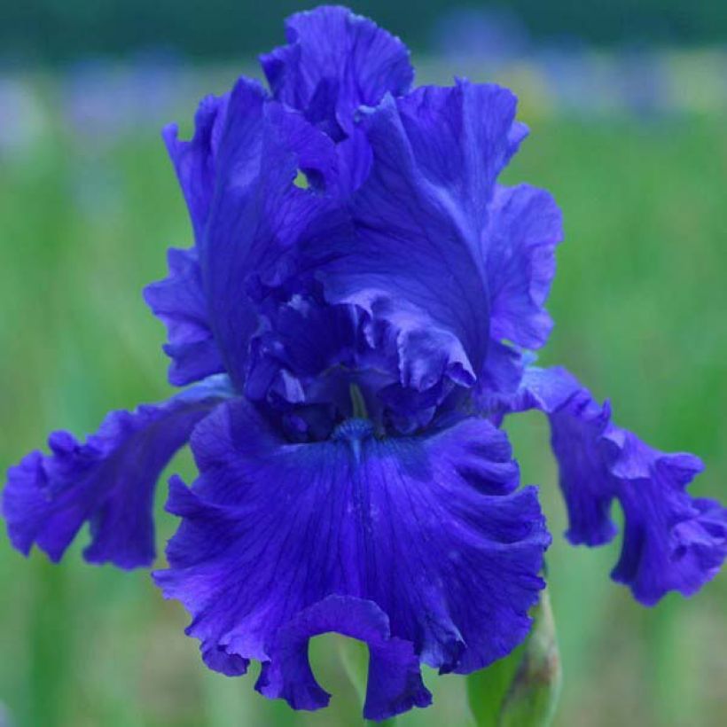 Iris germanica Blue Crusader (Floração)