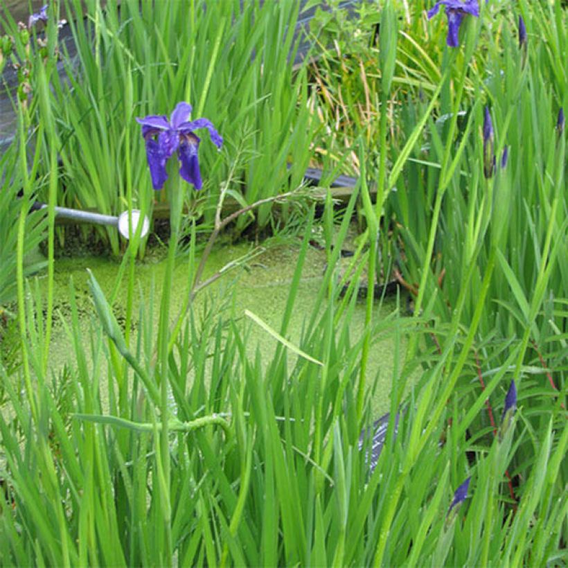 Iris bulleyana (Hábito)