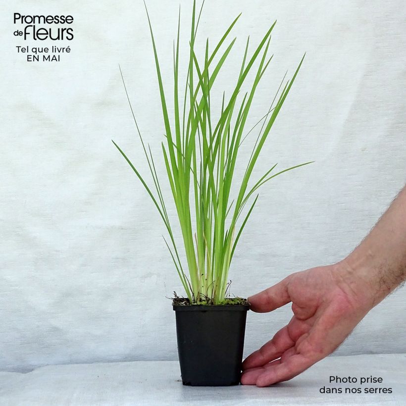 Amostra de Iris bulleyana Vaso de 8/9 cm tal como entregue na primavera