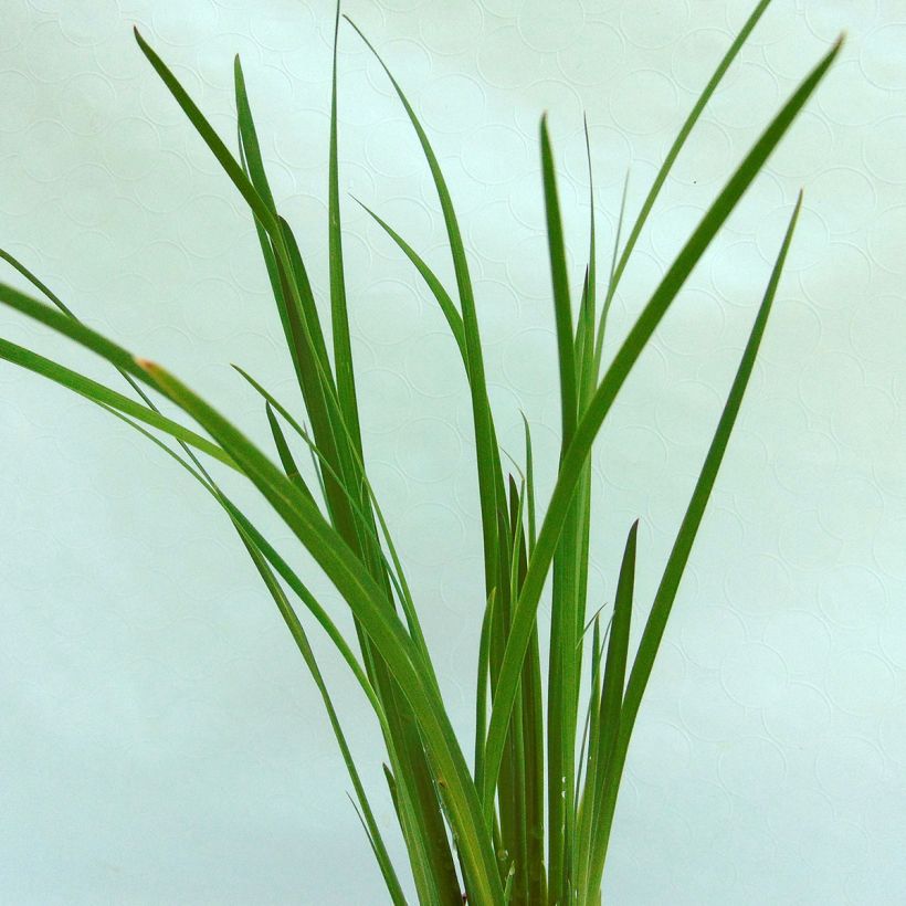 Iris chrysographes Black Knight (Folhagem)