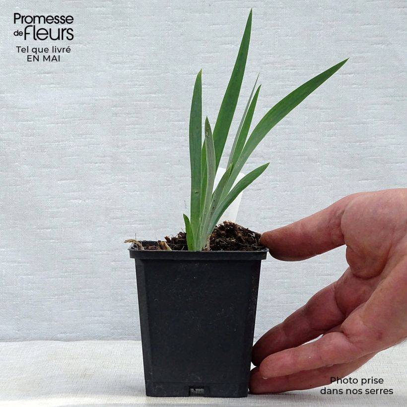 Amostra de Iris chrysographes Black Knight Vaso de 8/9 cm tal como entregue na primavera