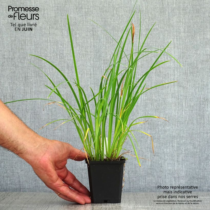 Amostra de Iris chrysographes Black Knight Vaso de 8/9 cm tal como entregue no verão