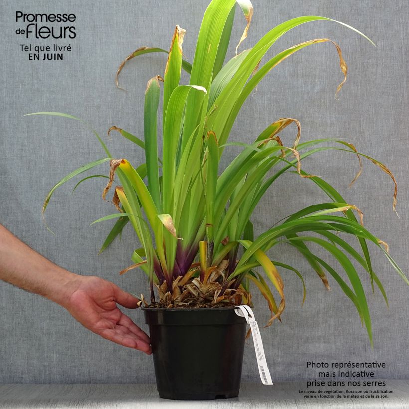 Amostra de Iris confusa Martyn Rix Vaso de 3 L/4 L tal como entregue no verão
