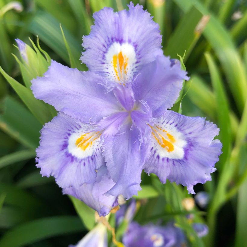 Iris confusa Martyn Rix (Floração)