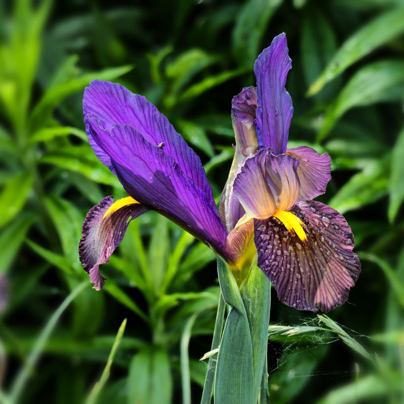 Iris hollandica Eye of the Tiger (Floração)