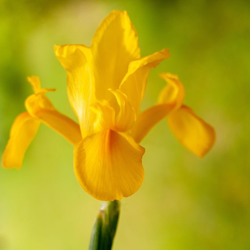 Iris hollandica Golden Harvest (Floração)
