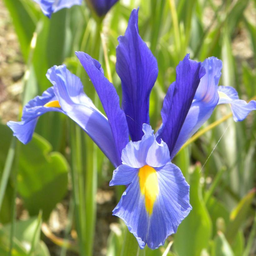 Iris hollandica Sapphire Beauty (Floração)