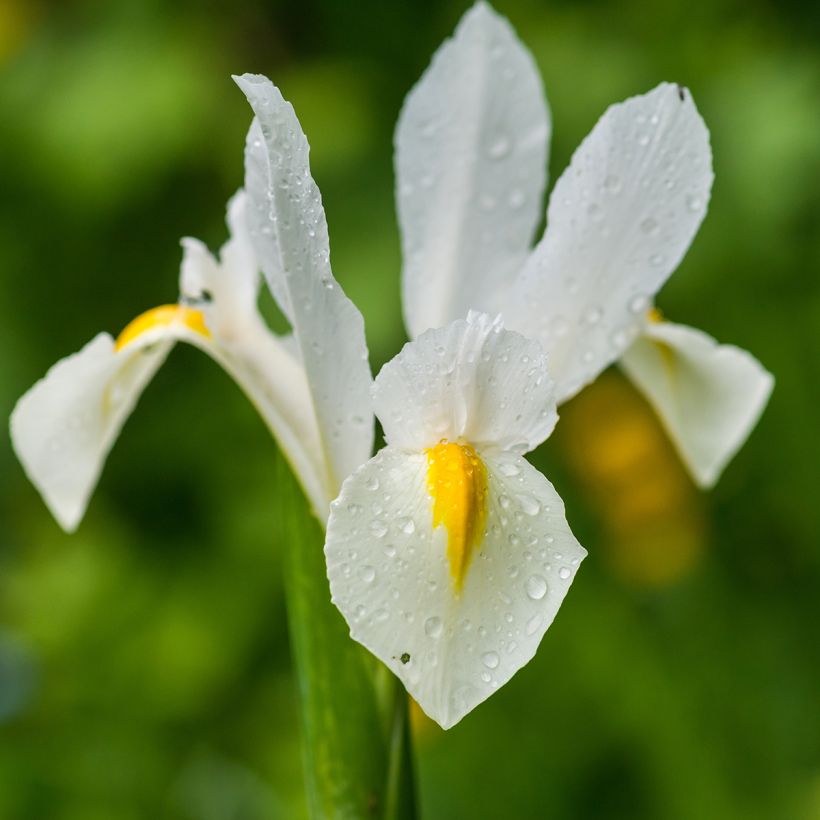 Iris hollandica White Excelsior (Floração)