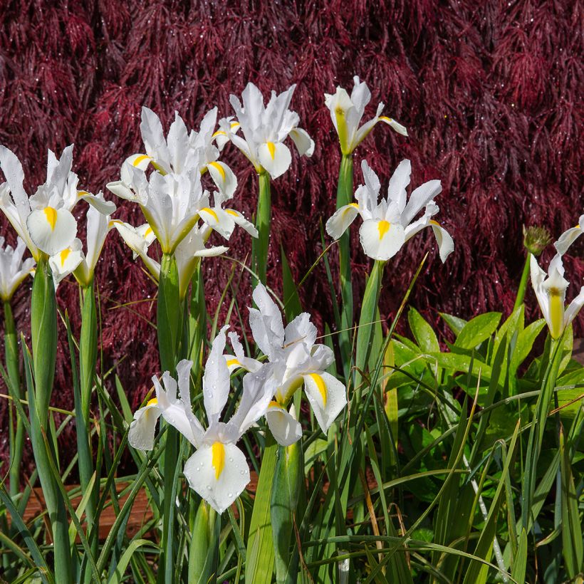 Iris hollandica White Excelsior (Hábito)